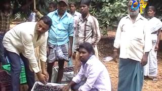 Profitable Jamun cultivation by Anantapur Farmer