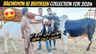 Alwani Cattle ki Lajawab Bachriyan ? | Gulabi Collection ? | Cow Mandi 2024 | Cattle Express
