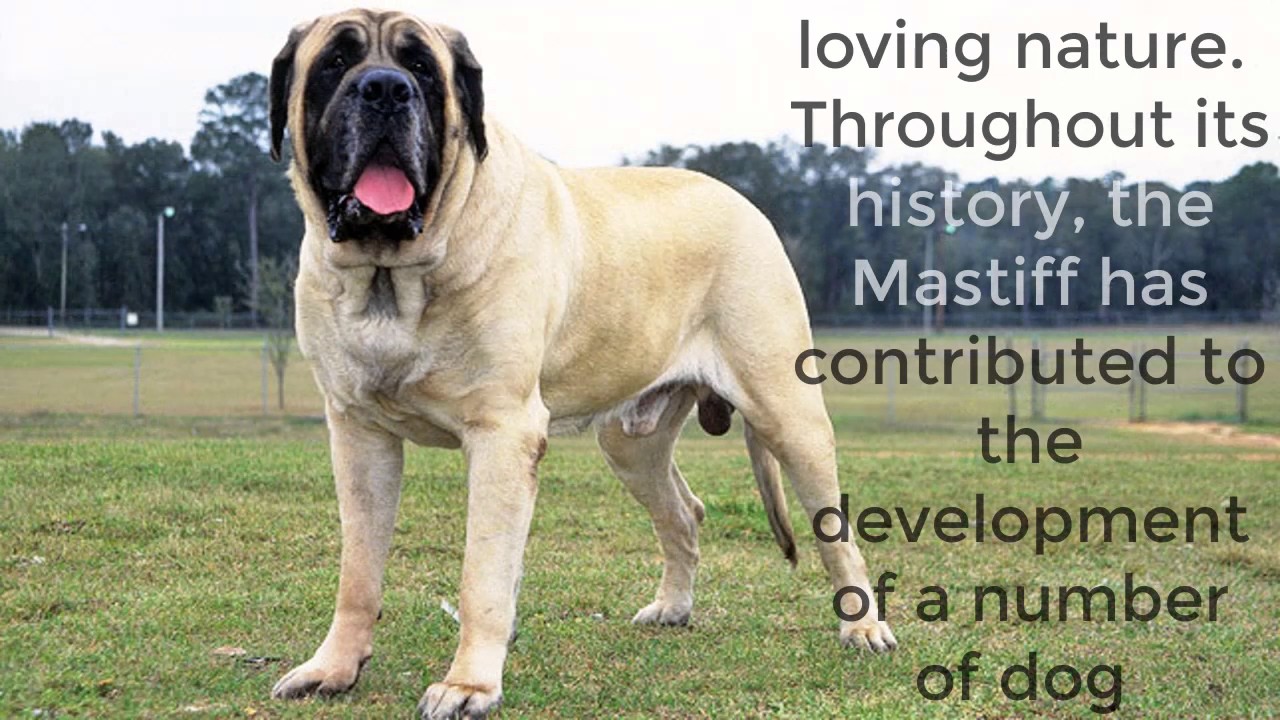 all about english mastiffs