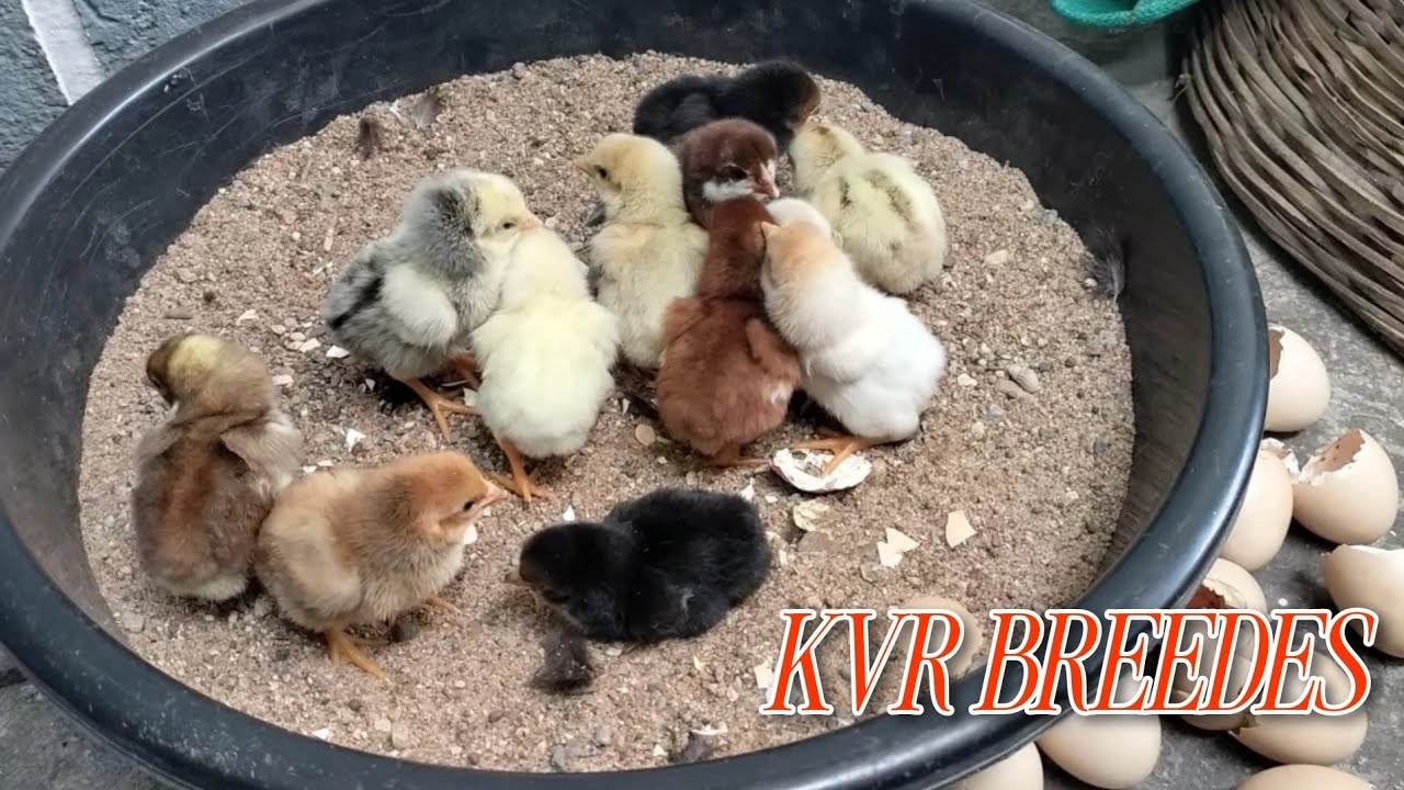 //KVR BREEDES venkat