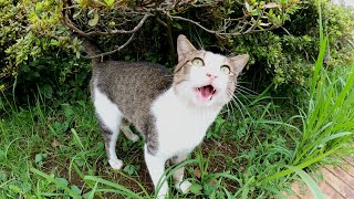 猫が心を開いてくれたと思ったら、強烈な猫パンチで攻撃してきた