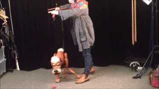 How to control Dog marionette