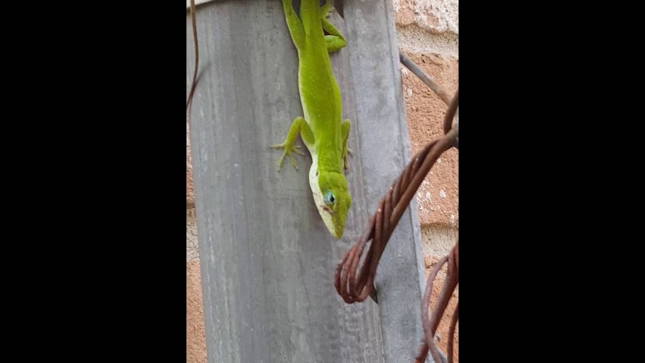 reptiles liste Green anole