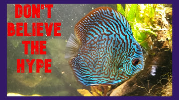 Discus Are Not Difficult To Keep