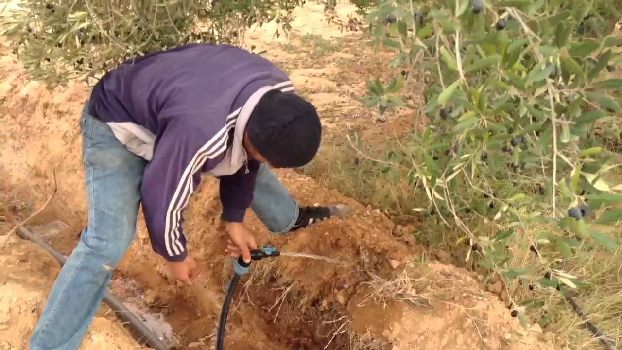 نظام ري أشجار الزيتون 2014 Olive Irrigation System Youtube