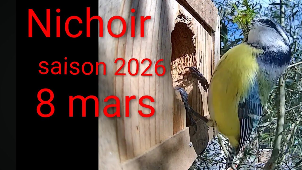 Nichoir saison 2026: 8 mars nidification des mésanges bleues #nichoir #nature #birds