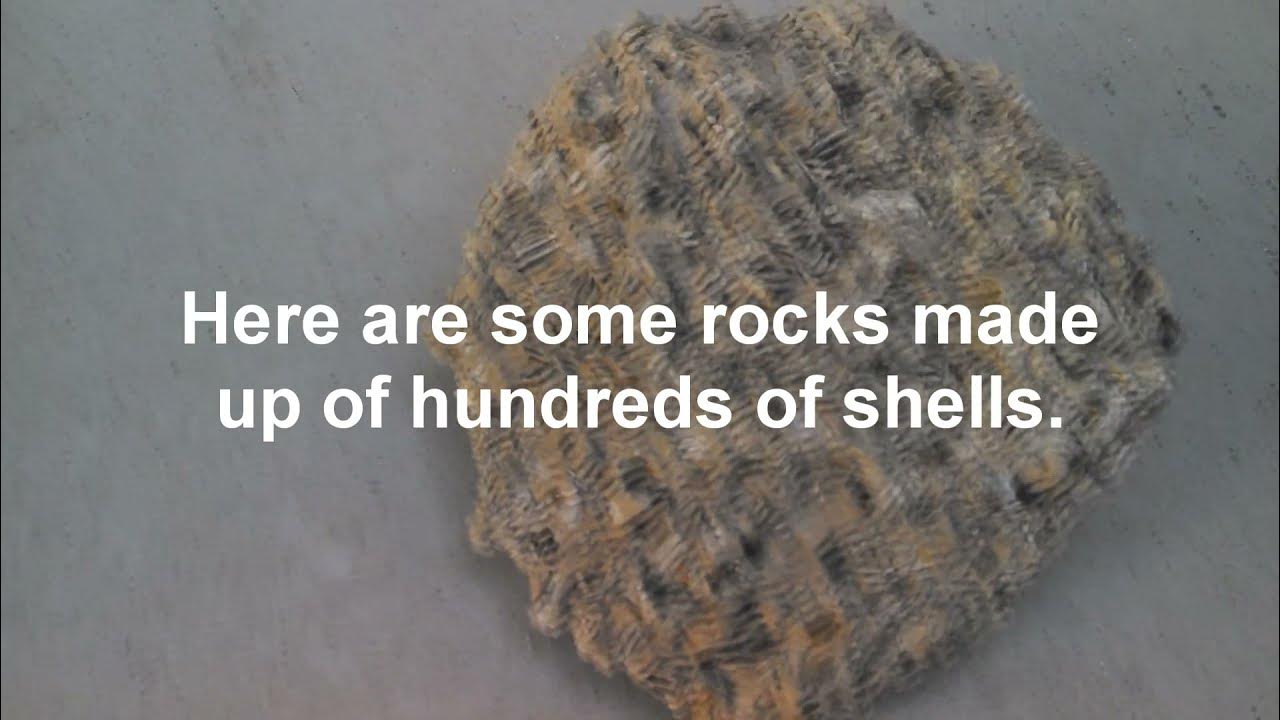 Where to Find Fossils in Lompoc YouTube