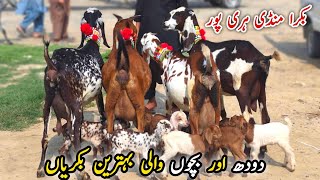 Top Class Milking Goats With Kids Haripur Bakra Mandi Update 10 September 2026