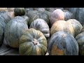 Sorting and storing pumpkins (summary)