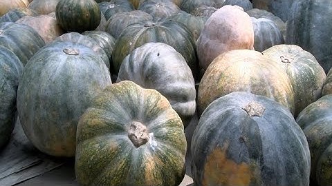 Sorting and storing pumpkins (summary)