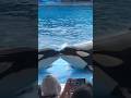 SOME SEA CREATURES |UNSEEN CREATURE | FACTS | SEA LIFE | #Sea #whalefish #kiss #whalefishkiss
