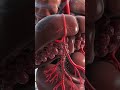 Watch Your Liver Filter Blood in Real Time 🩸✨#satisfying #humanbody #health #human anatomy