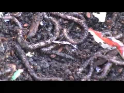 Video: Hvad er ormebede - Sådan bygger du et ormebed i din have