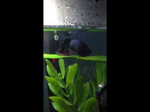 My betta fish
