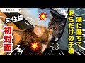 【溝で泥まみれになっていた子猫】先住猫とご対面/里親になった初日〜3日目の記録】