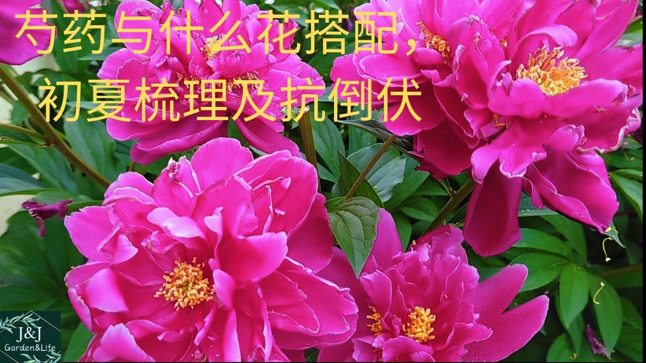 014 J J花漾年華 六月的芍药初夏护理 梳理及抗倒伏 芍药与什么花搭配 Pfingstrosen Pflegen Im Fruhsommer Early Summer Peony Care Youtube