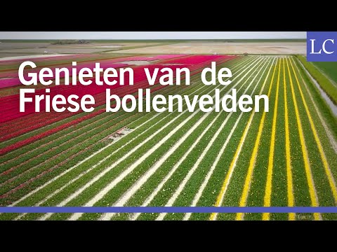 Vlieg over de bollenvelden van Pietersbierum