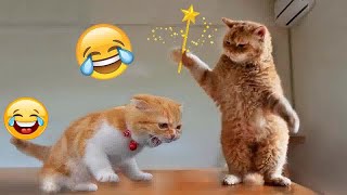 😻😹 Try Not To Laugh Dogs And Cats 😅😂 Funny Animal Moments 2024 #17