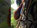 悬崖上的甜蜜挑战:勇者的纯净蜂蜜追寻