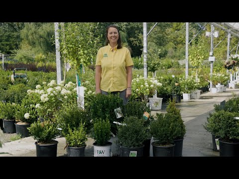 วีดีโอ: Boxwood Bush Types - อะไรคือพันธุ์ Buxus ที่ดีที่จะเติบโต