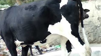 Indiancow Youtube