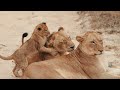 Your Dream Luxury Safari Starts Here ?? Epic Game Drives Await
