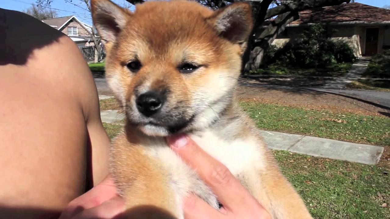 More Of Mochi The Shiba Inu YouTube