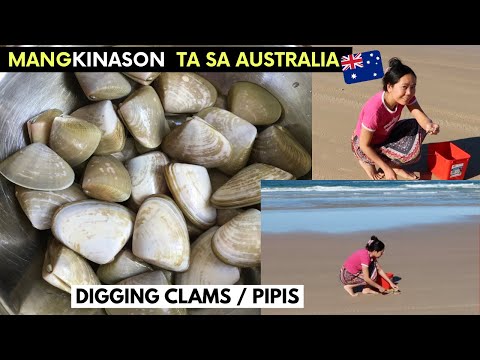 HARVESTING Clams/Pipis | DIGGING Clams In Australia