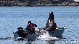 Airborne sea lion jumps into B.C. boat to evade killer whales