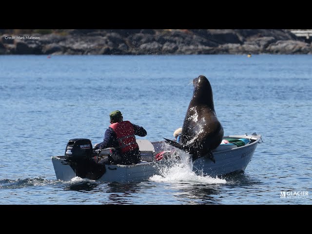 Airborne sea lion jumps into B.C. boat to evade killer whales - YouTube