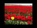 Me singing Tiptoe Thru The Tulips.wmv