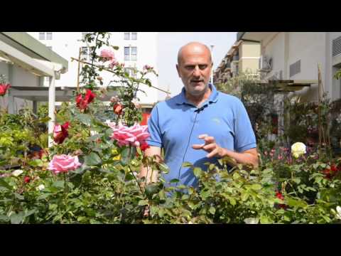 Video: Come Coltivare Le Rose In Serra