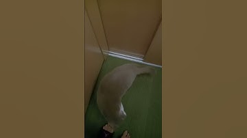 Cat know how to ride elevator! #cat #cute #sounds #trending #viral #cats #cats&dreams