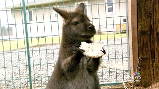 Family reunion: Wallaby home safe after 3-day adventure