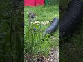 birds and squirrels watch and eat!: #wildlife #sunday may 3, 2026 6:36am #nature #shorts #video