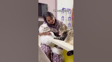 99 problem one solution 🐾♥️🐈#shorts #trending #viral