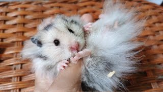Sugar Glider Hamsters Are Grown Up Ready To Become Husbands For Beautiful Hamsters