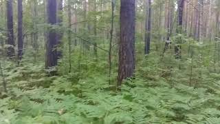 Лес,папоротник fern видеофон живой футаж live footage
