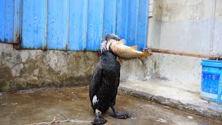 Greedy Cormorant Eats Fish