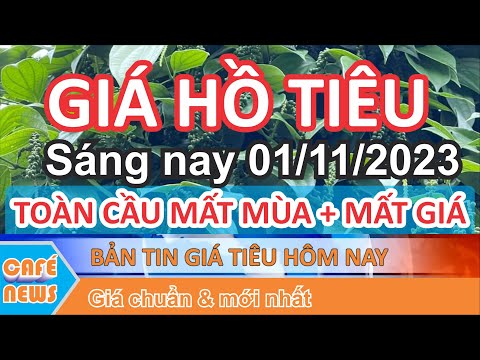 Giá hồ tiêu hôm nay ngày 01/11/2023 