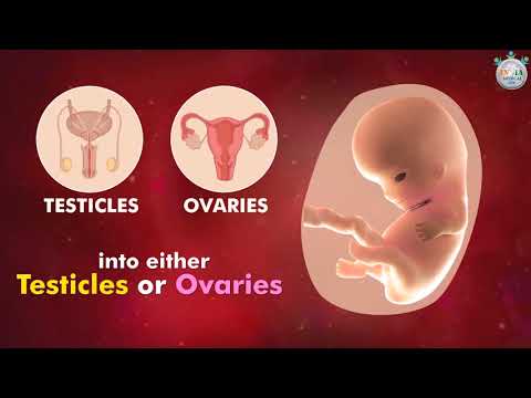 Video: How Is The 8th Week Of Pregnancy