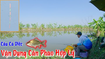 Câu Cá Ký Sự - Vận Dụng Phương Pháp Cân Phao Câu Cá Diếc Hiệu Quả