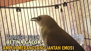 Trucuk BETINA memanggil Jantan Suara Birahi Ngecuplik 100% pancingan trucukan gacor agar BUNYI EMOSI