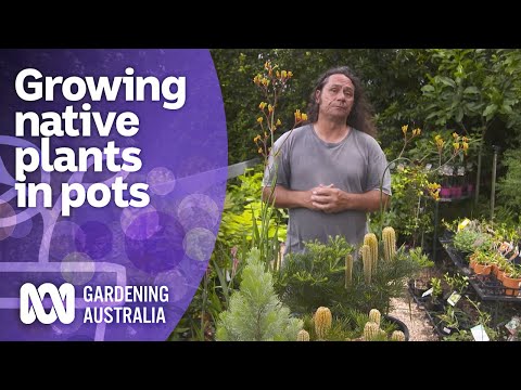 Video: Growing Grevillea Indoors - How To Grow A Grevillea Houseplant