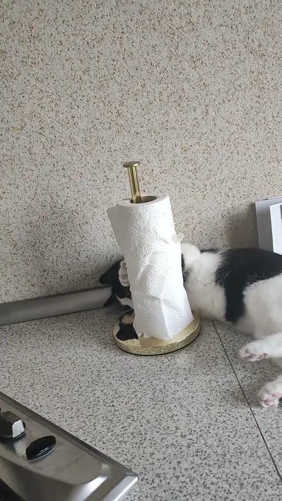 bébé chaton très mignon ♥️ ♥️ ♥️ ♥️