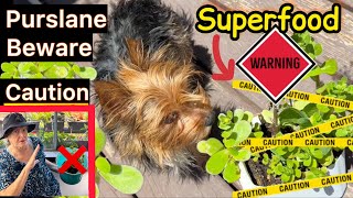 Purslane TOXIC BEWARE-You Can Eat This Super Fast Growing Weed But Be Careful With It in Your Garden