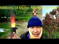 huerta de manzanas 🍎  conjeladas por el mal tiempo   en  Washington USA  fields of frozen apples