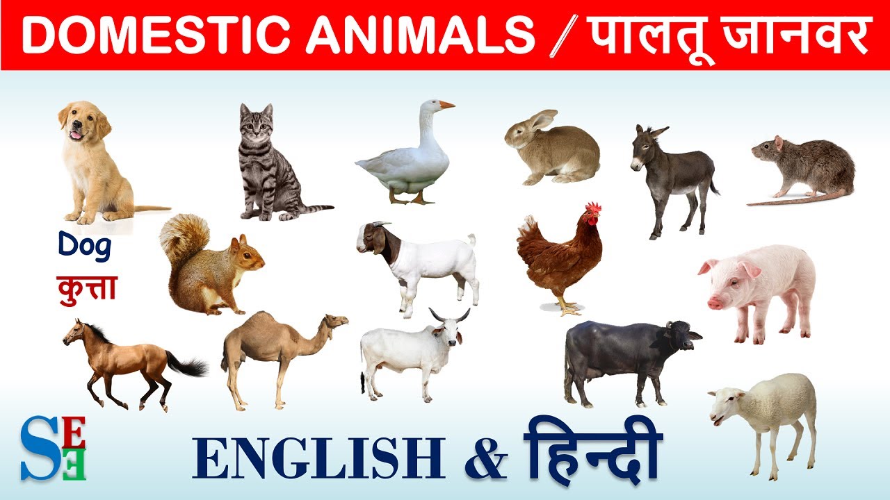 Domestic Animals in English and Hindi | पालतू पशु |Farm Animals|Pet animals  with pictures - YouTube
