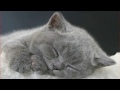 МУРЛЫКАНЬЕ КОШКИ ЛЕЧЕНИЕ ДЕПРЕССИИ И СТРЕССА ! HUMPING CATS TREATING DEPRESSION AND STRESS!