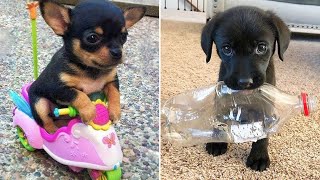 Baby Dogs 🔴 Cute and Funny Dog Videos Compilation #10 | 30 Minutes of Funny Puppy Videos 2022